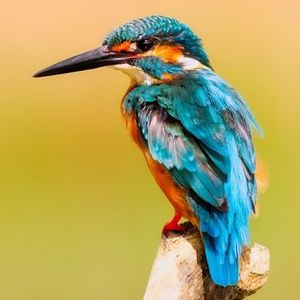 Meet your Posher, Tulip